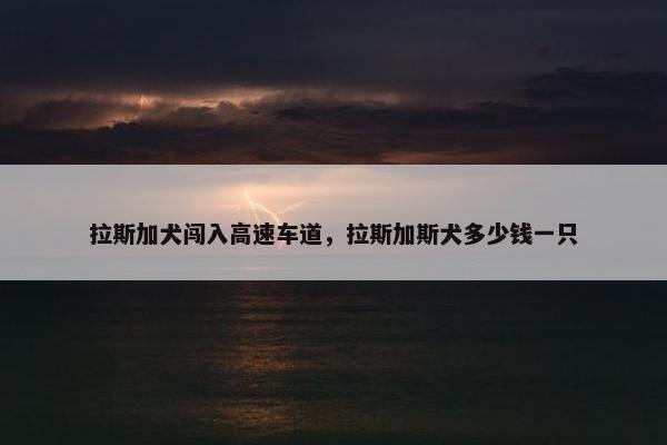 拉斯加犬闯入高速车道，拉斯加斯犬多少钱一只
