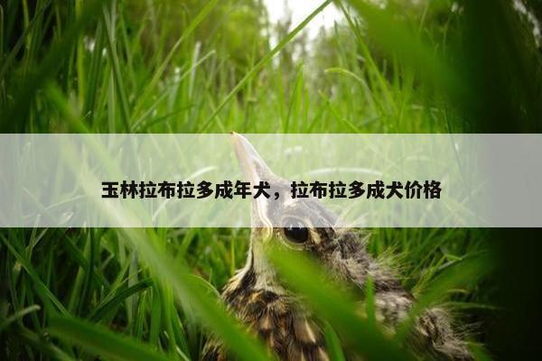 玉林拉布拉多成年犬，拉布拉多成犬价格