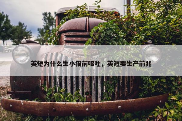 英短为什么生小猫前呕吐，英短要生产前兆