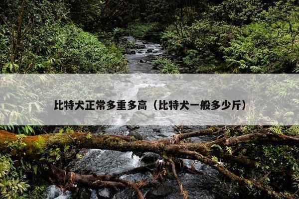 比特犬正常多重多高（比特犬一般多少斤）