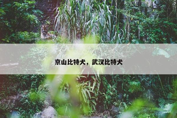 京山比特犬，武汉比特犬