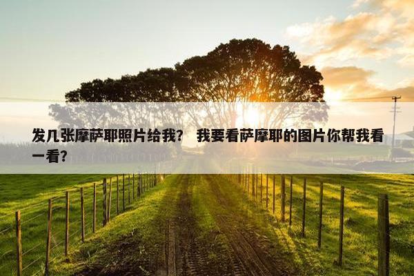 发几张摩萨耶照片给我？ 我要看萨摩耶的图片你帮我看一看？
