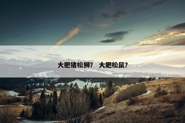 大肥猪松狮？ 大肥松鼠？