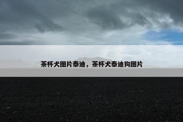 茶杯犬图片泰迪，茶杯犬泰迪狗图片