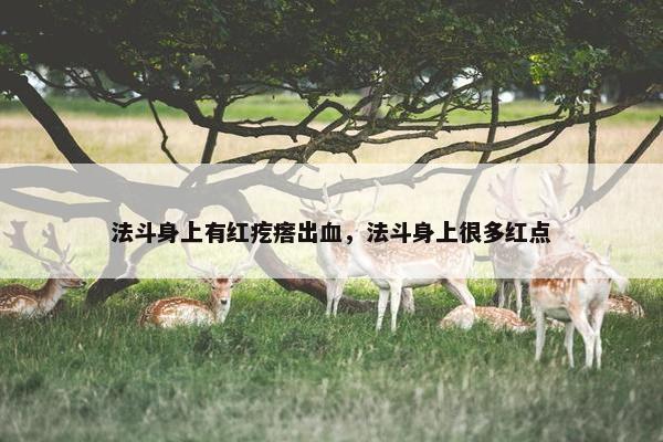 法斗身上有红疙瘩出血，法斗身上很多红点