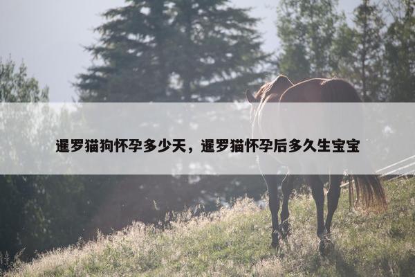 暹罗猫狗怀孕多少天，暹罗猫怀孕后多久生宝宝