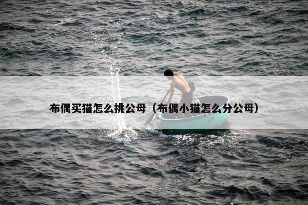 布偶买猫怎么挑公母（布偶小猫怎么分公母）