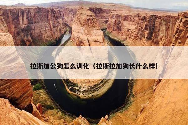 拉斯加公狗怎么训化（拉斯拉加狗长什么样）