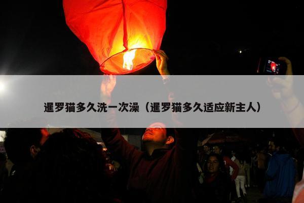 暹罗猫多久洗一次澡（暹罗猫多久适应新主人）