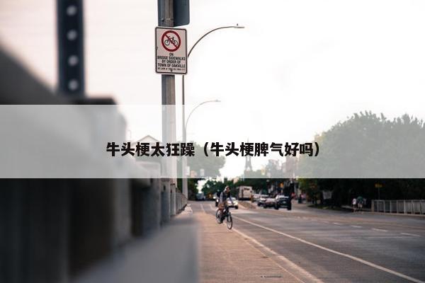 牛头梗太狂躁（牛头梗脾气好吗）