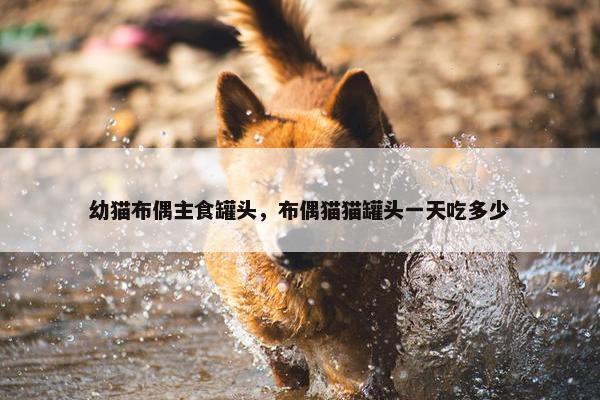 幼猫布偶主食罐头，布偶猫猫罐头一天吃多少