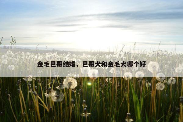 金毛巴哥结婚，巴哥犬和金毛犬哪个好