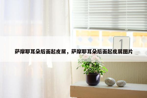 萨摩耶耳朵后面起皮屑，萨摩耶耳朵后面起皮屑图片