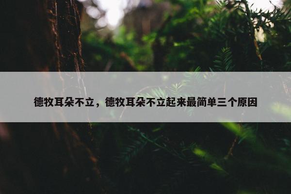 德牧耳朵不立，德牧耳朵不立起来最简单三个原因