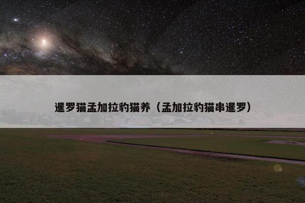 暹罗猫孟加拉豹猫养（孟加拉豹猫串暹罗）