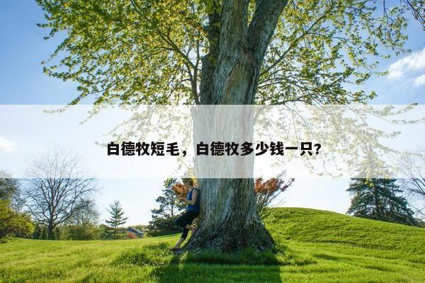 白德牧短毛，白德牧多少钱一只?