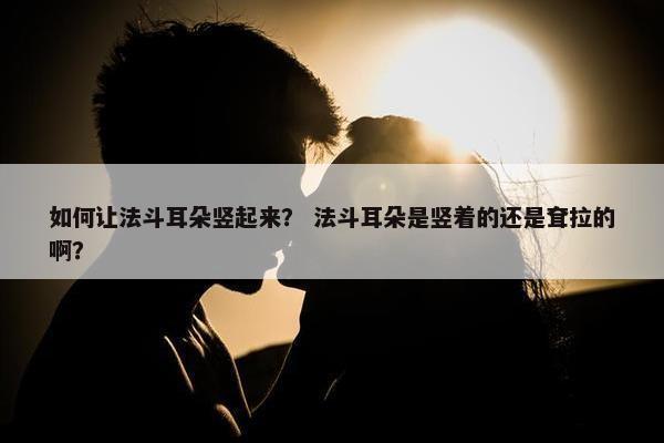 如何让法斗耳朵竖起来？ 法斗耳朵是竖着的还是耷拉的啊？