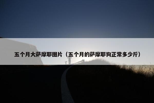 五个月大萨摩耶图片（五个月的萨摩耶狗正常多少斤）