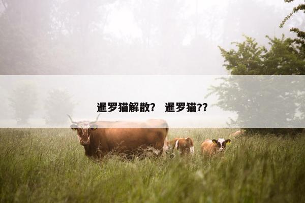 暹罗猫解散？ 暹罗猫?？
