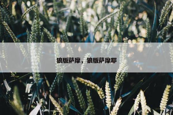 狼版萨摩，狼版萨摩耶