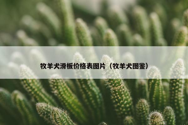 牧羊犬滑板价格表图片（牧羊犬图鉴）