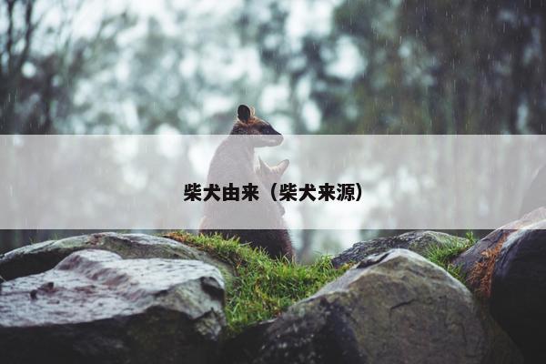 柴犬由来（柴犬来源）