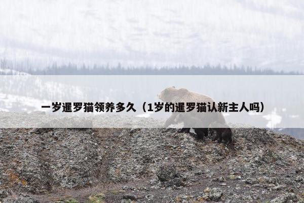 一岁暹罗猫领养多久（1岁的暹罗猫认新主人吗）
