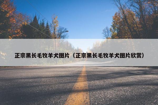 正宗黑长毛牧羊犬图片（正宗黑长毛牧羊犬图片欣赏）