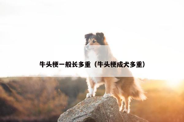 牛头梗一般长多重（牛头梗成犬多重）