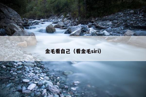 金毛看自己（看金毛siri）