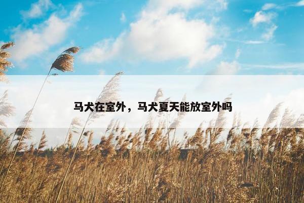 马犬在室外，马犬夏天能放室外吗