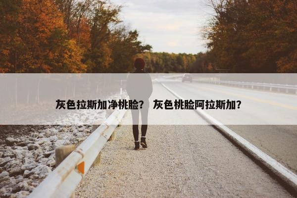 灰色拉斯加净桃脸？ 灰色桃脸阿拉斯加？