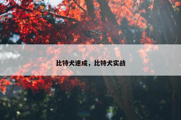 比特犬速成，比特犬实战
