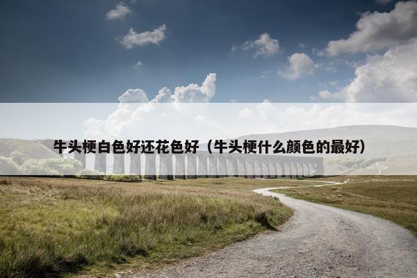 牛头梗白色好还花色好（牛头梗什么颜色的最好）