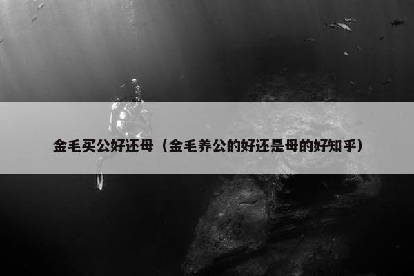 金毛买公好还母（金毛养公的好还是母的好知乎）