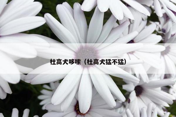 杜高犬哆嗦（杜高犬猛不猛）