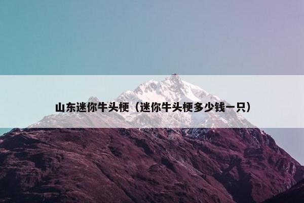 山东迷你牛头梗（迷你牛头梗多少钱一只）