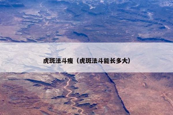 虎斑法斗瘦（虎斑法斗能长多大）
