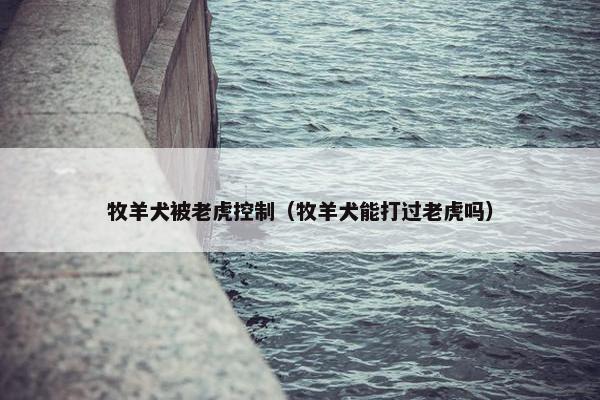 牧羊犬被老虎控制（牧羊犬能打过老虎吗）