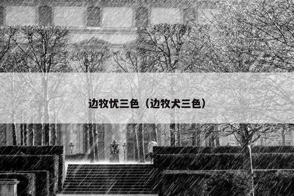 边牧忧三色（边牧犬三色）