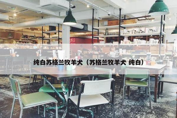 纯白苏格兰牧羊犬（苏格兰牧羊犬 纯白）