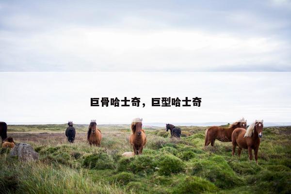 巨骨哈士奇，巨型哈士奇
