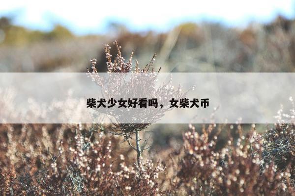 柴犬少女好看吗，女柴犬币