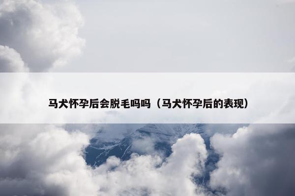 马犬怀孕后会脱毛吗吗（马犬怀孕后的表现）