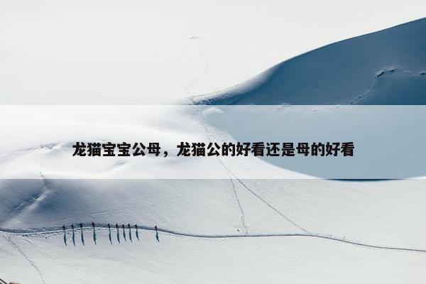 龙猫宝宝公母，龙猫公的好看还是母的好看