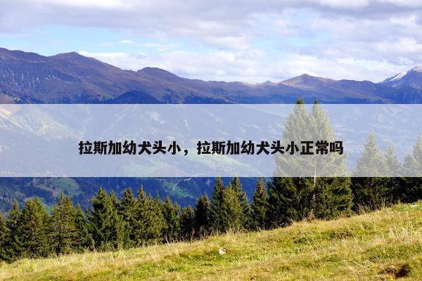 拉斯加幼犬头小，拉斯加幼犬头小正常吗