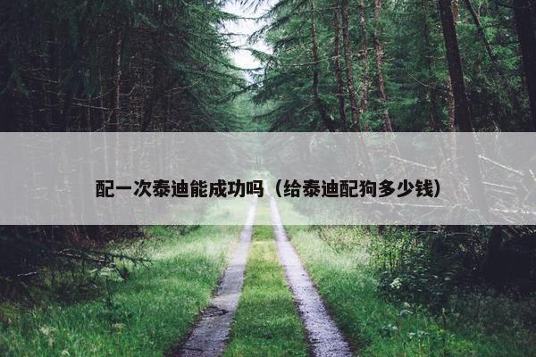配一次泰迪能成功吗（给泰迪配狗多少钱）