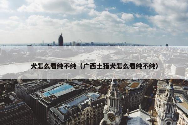 犬怎么看纯不纯（广西土猎犬怎么看纯不纯）