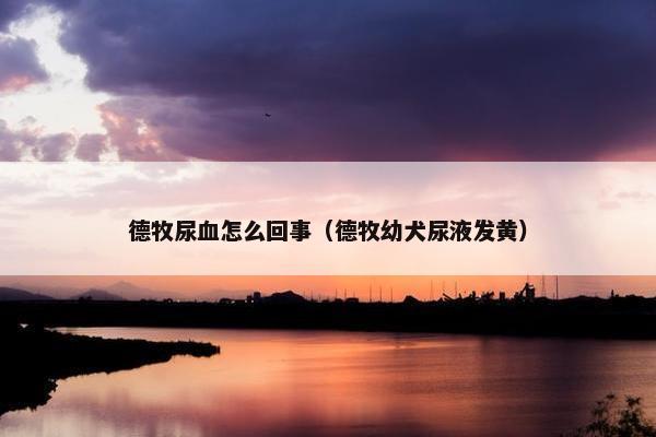 德牧尿血怎么回事（德牧幼犬尿液发黄）
