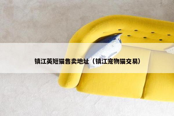 镇江英短猫售卖地址（镇江宠物猫交易）